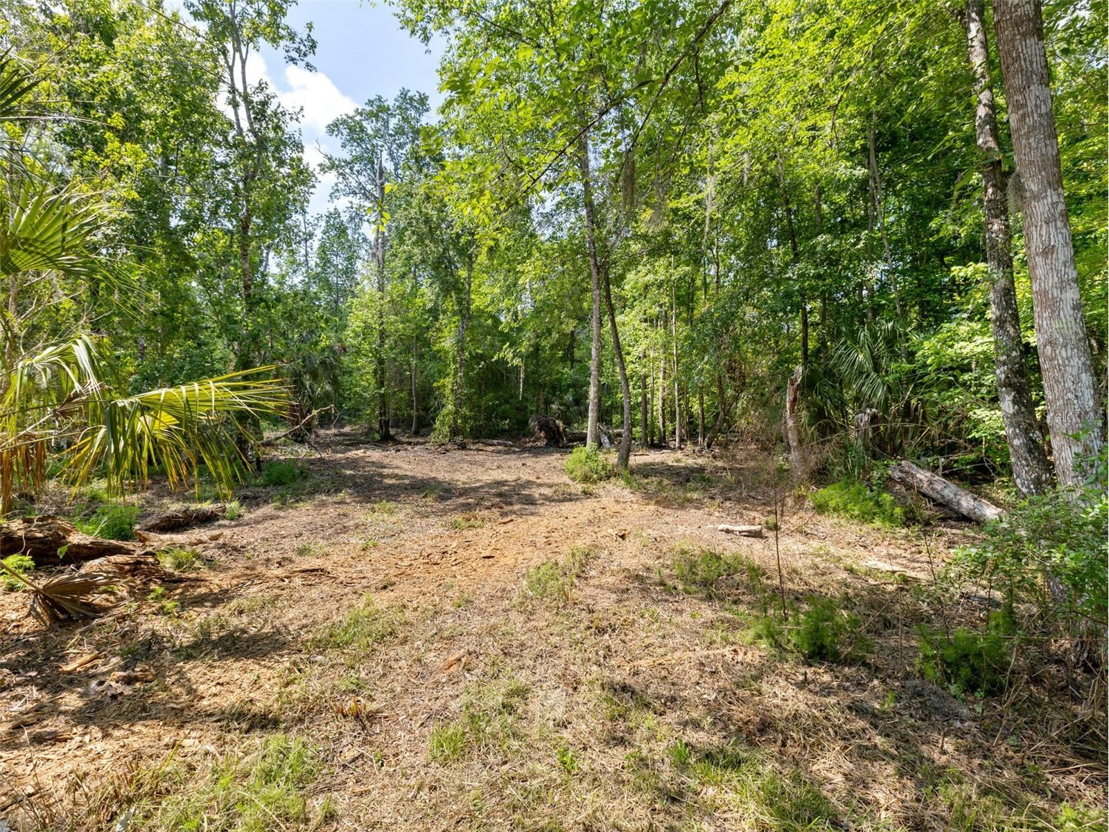 0 Muddy Water Trail Thonotosassa FL 33592 TB8494444 image8