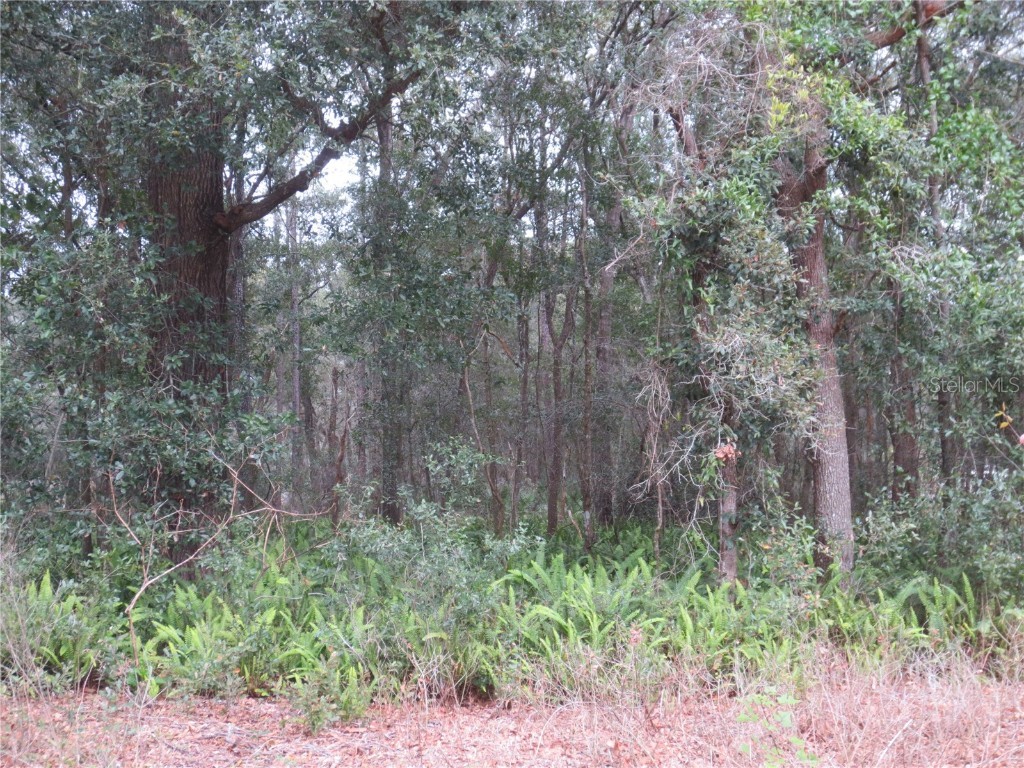 0 NE 107 Avenue Fort Mc Coy FL 32134 OM671440 image1