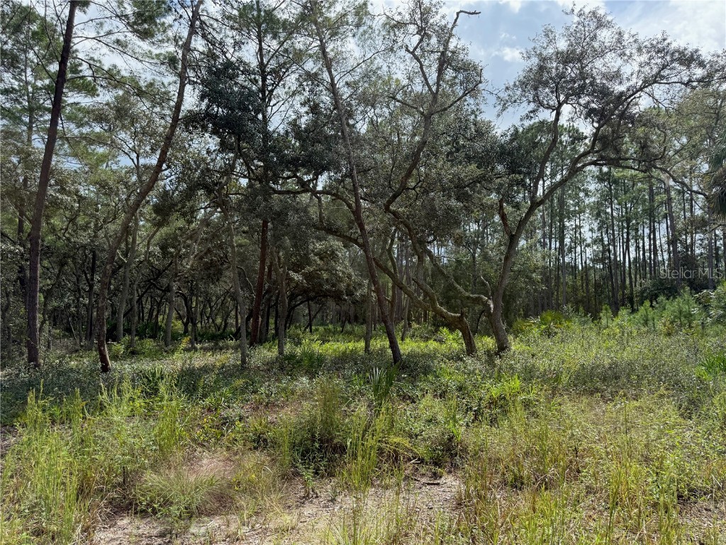 0 NE 114th Avenue Road Fort Mc Coy FL 32134 - CADDO LAKE OM711053 image9