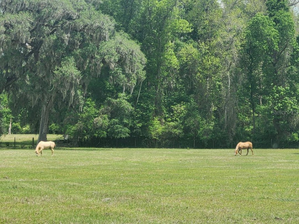 0 NE 132nd Place Anthony FL 32617 TB8385691 image1