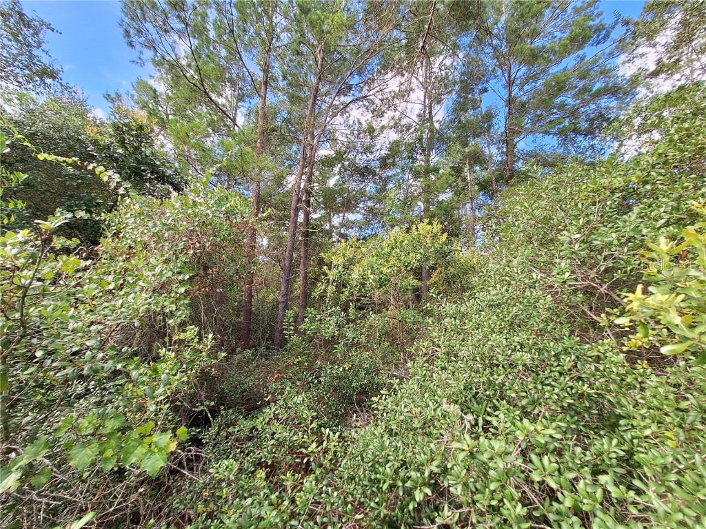 0 NE 135th Street Fort Mc Coy FL 32134 - LAKE KERR OM683016 image19