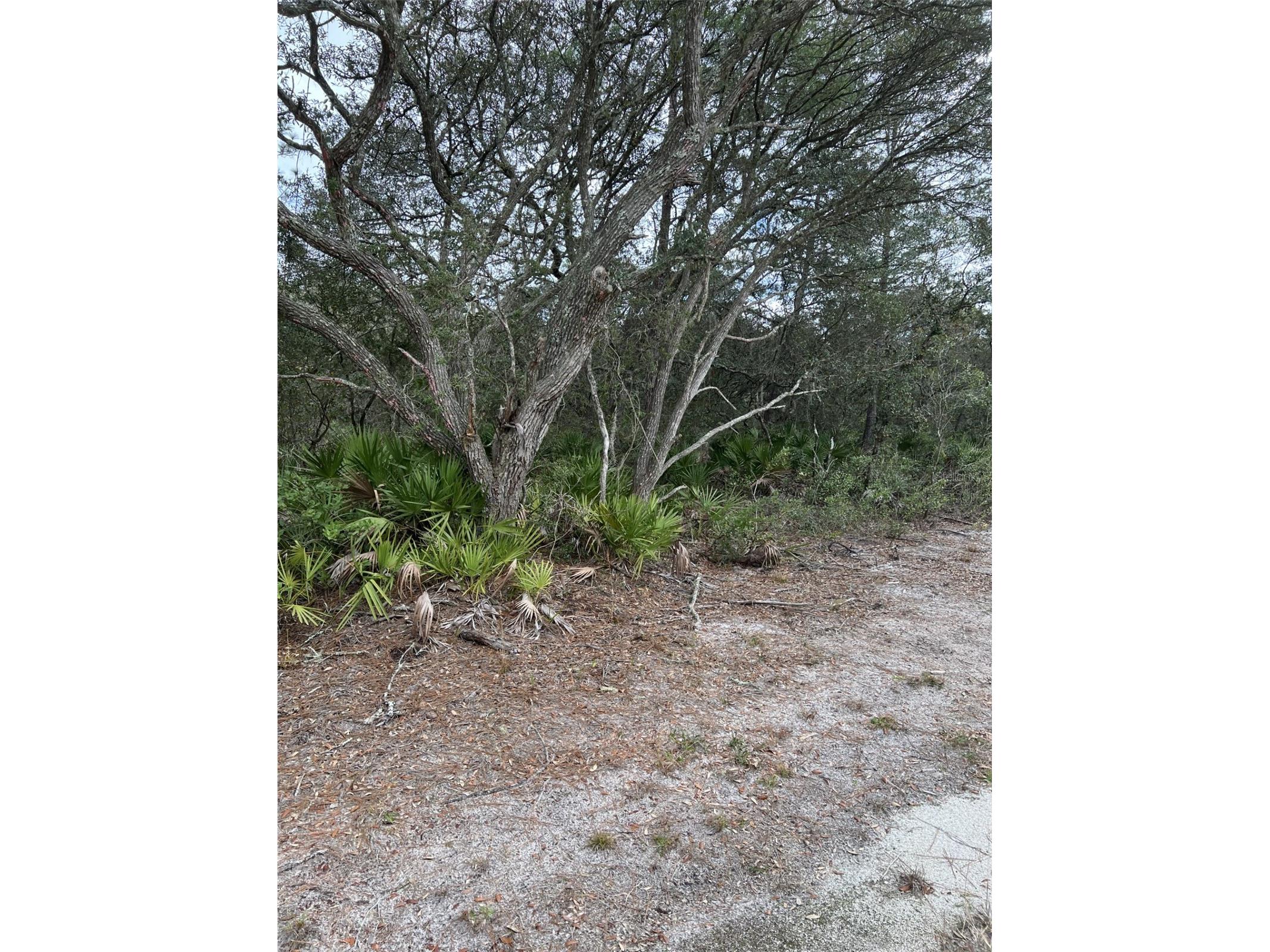 0 NE 144 Court Fort Mc Coy FL 32134 OM725200 image1