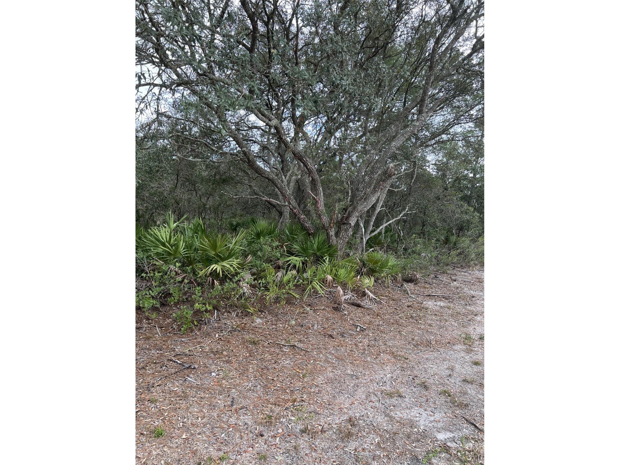 0 NE 144 Court Fort Mc Coy FL 32134 OM725200 image4