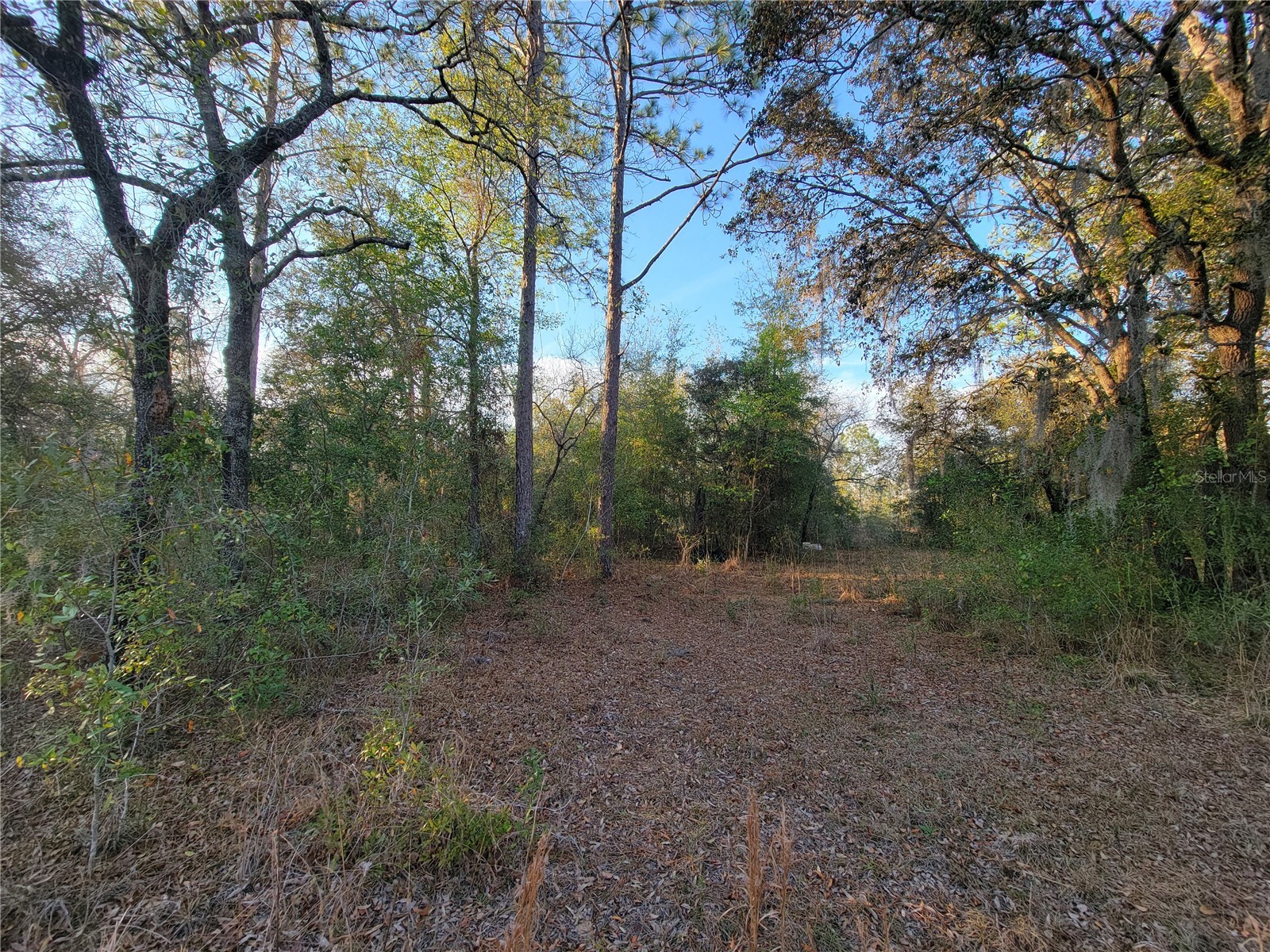 0 NE 20th Street Williston FL 32696 OM719852 image12