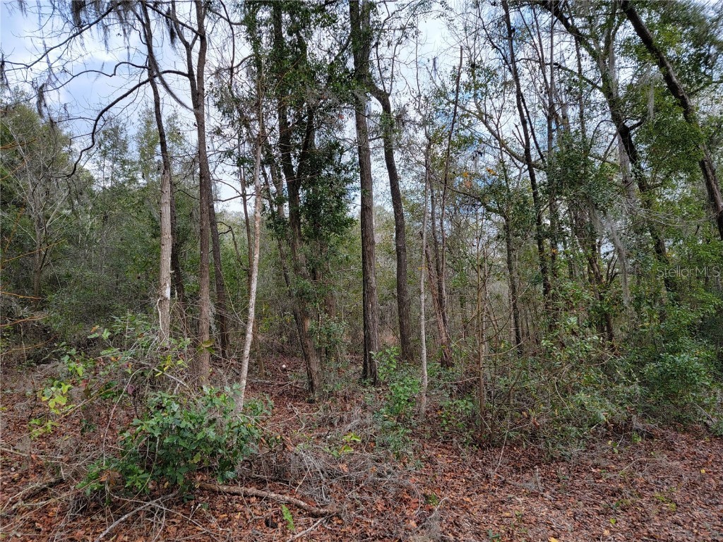 0 NE 21st Court Citra FL 32113 OM627121 image1