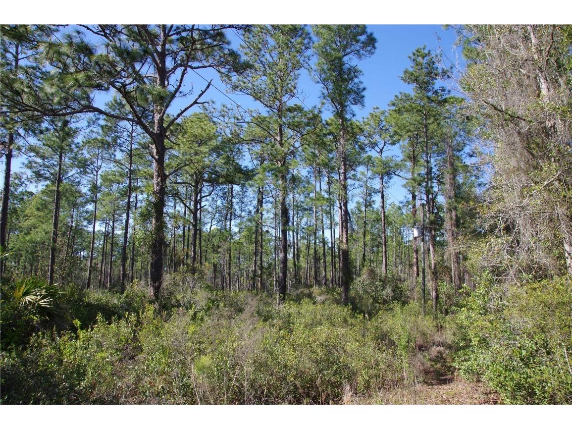 0 NE 67th Avenue Citra FL 32113 OM697438 image1