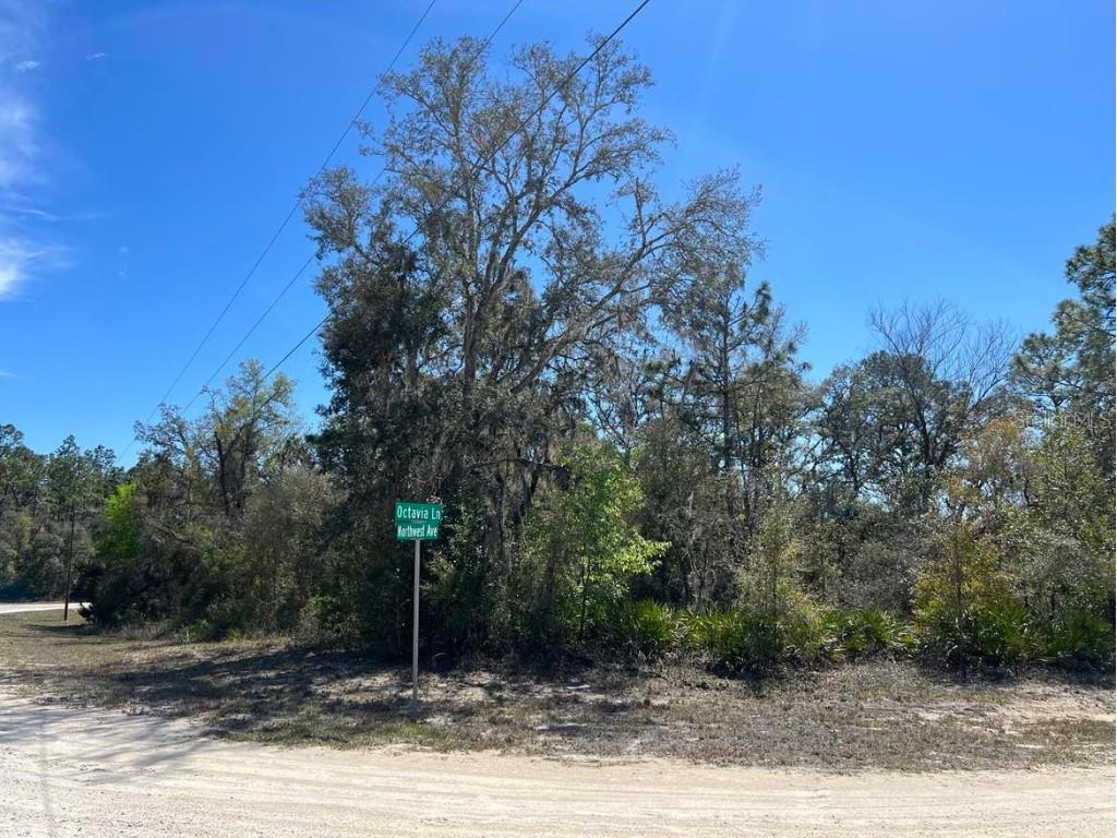0 Northwest Avenue #LOT 32 Webster FL 33597 TB8359400 image13