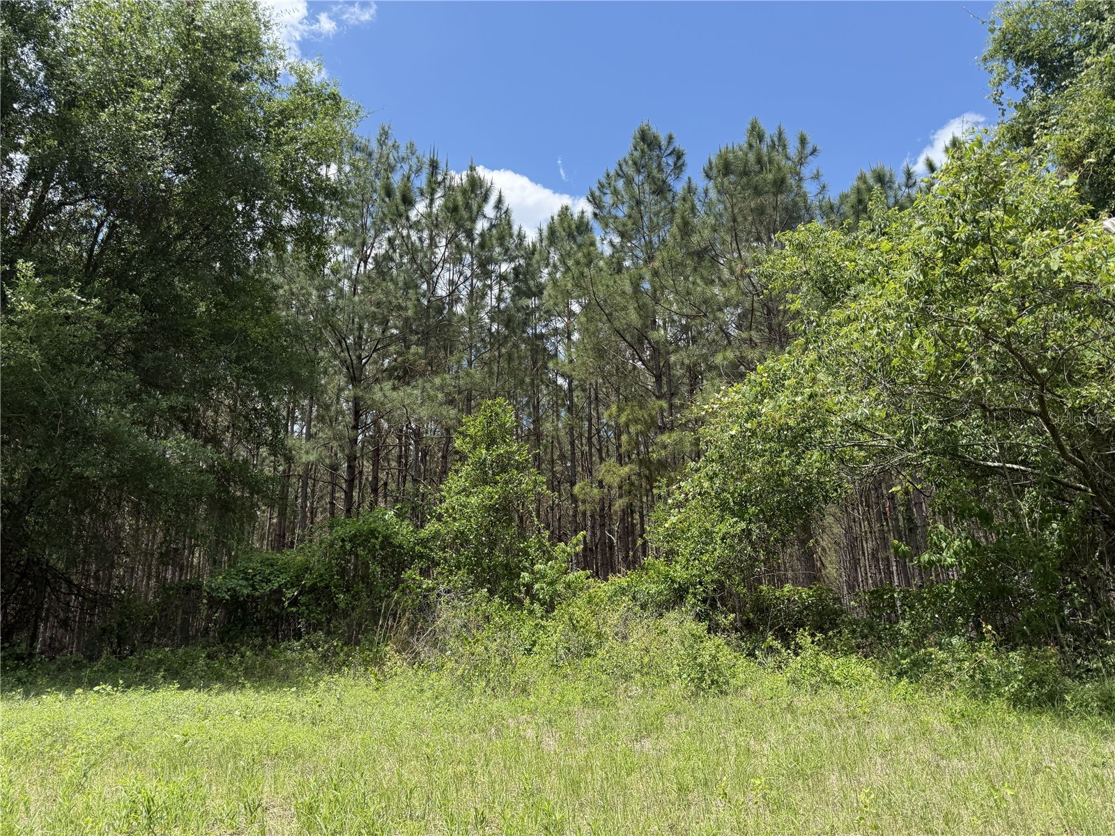 0 NW 140th Street Chiefland FL 32626 GC539708 image10