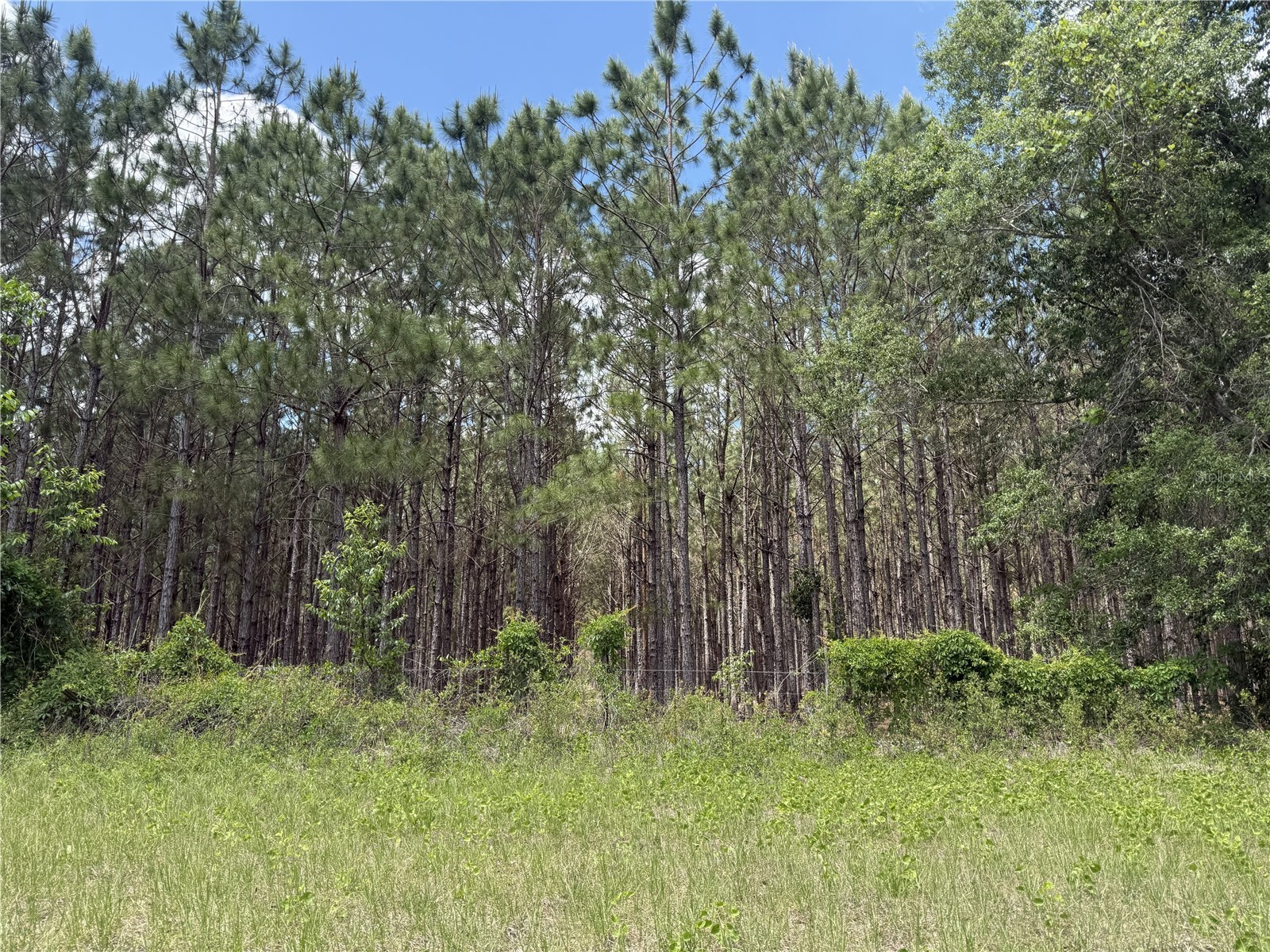 0 NW 140th Street Chiefland FL 32626 GC539708 image11