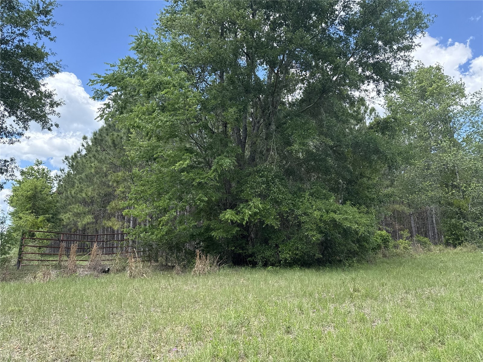 0 NW 140th Street Chiefland FL 32626 GC539708 image17
