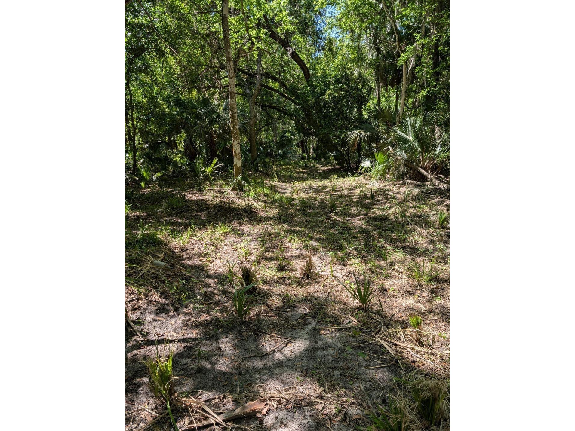 0 NW 202nd Pl Mc Intosh FL 32664 OM724265 image3