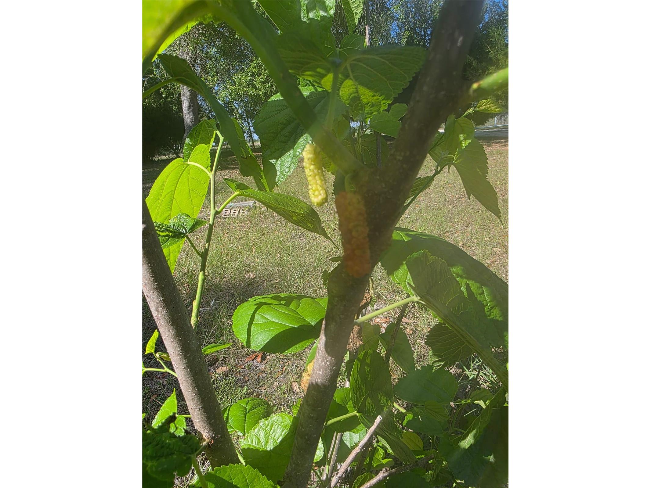 0 Nw 60th St Chiefland FL 32626 GC536525 image26