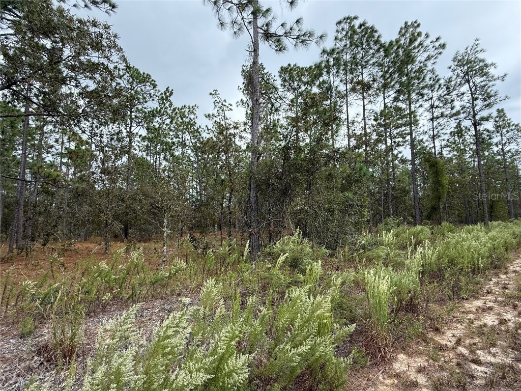 0 NW Alvarez Road Dunnellon FL 34431 OM711057 image16