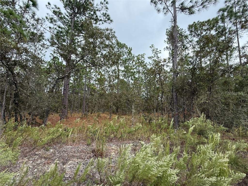 0 NW Alvarez Road Dunnellon FL 34431 OM711057 image17