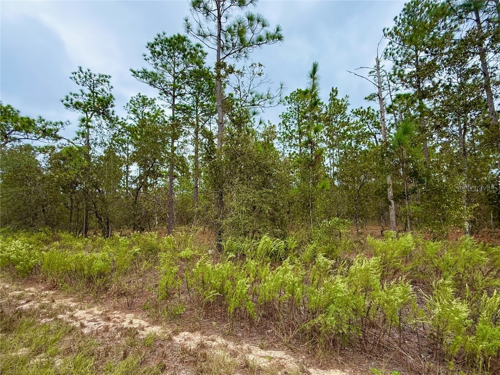 0 NW Alvarez Road Dunnellon FL 34431 OM711057 image18