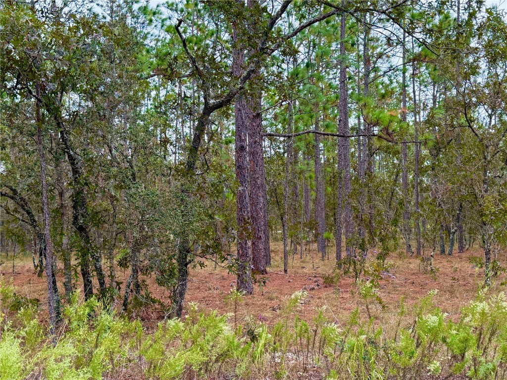 0 NW Alvarez Road Dunnellon FL 34431 OM711057 image19