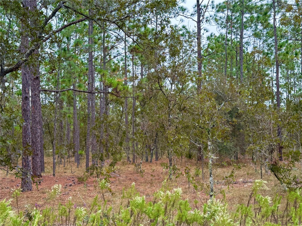 0 NW Alvarez Road Dunnellon FL 34431 OM711057 image20