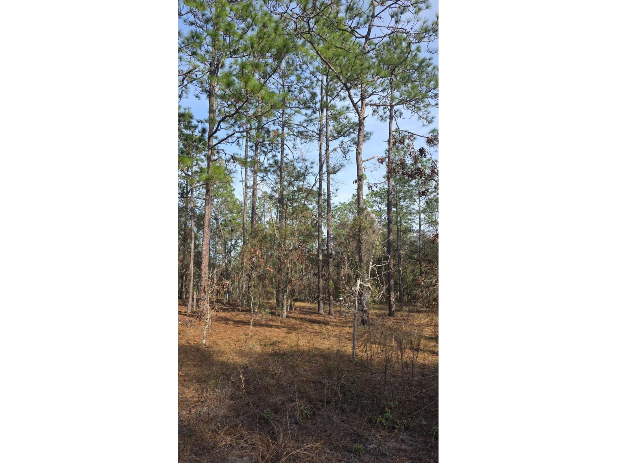 0 NW Alvarez Rd N Nw Alvarez Rd Highway Dunnellon FL 34431 S5151528 image1