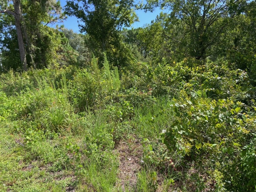 0 Old Gainesville Highway Interlachen FL 32148 T3542386 image1