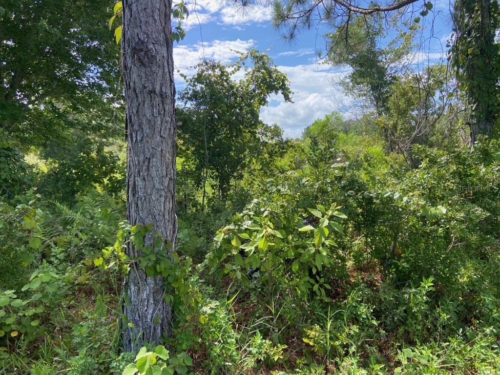 0 Old Gainesville Highway Interlachen FL 32148 T3542386 image2