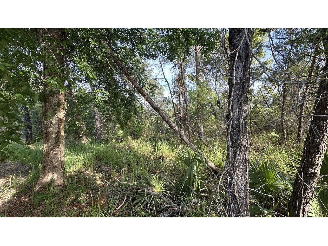 0 Olive Circle Ocala FL 34472 O6408041 image3
