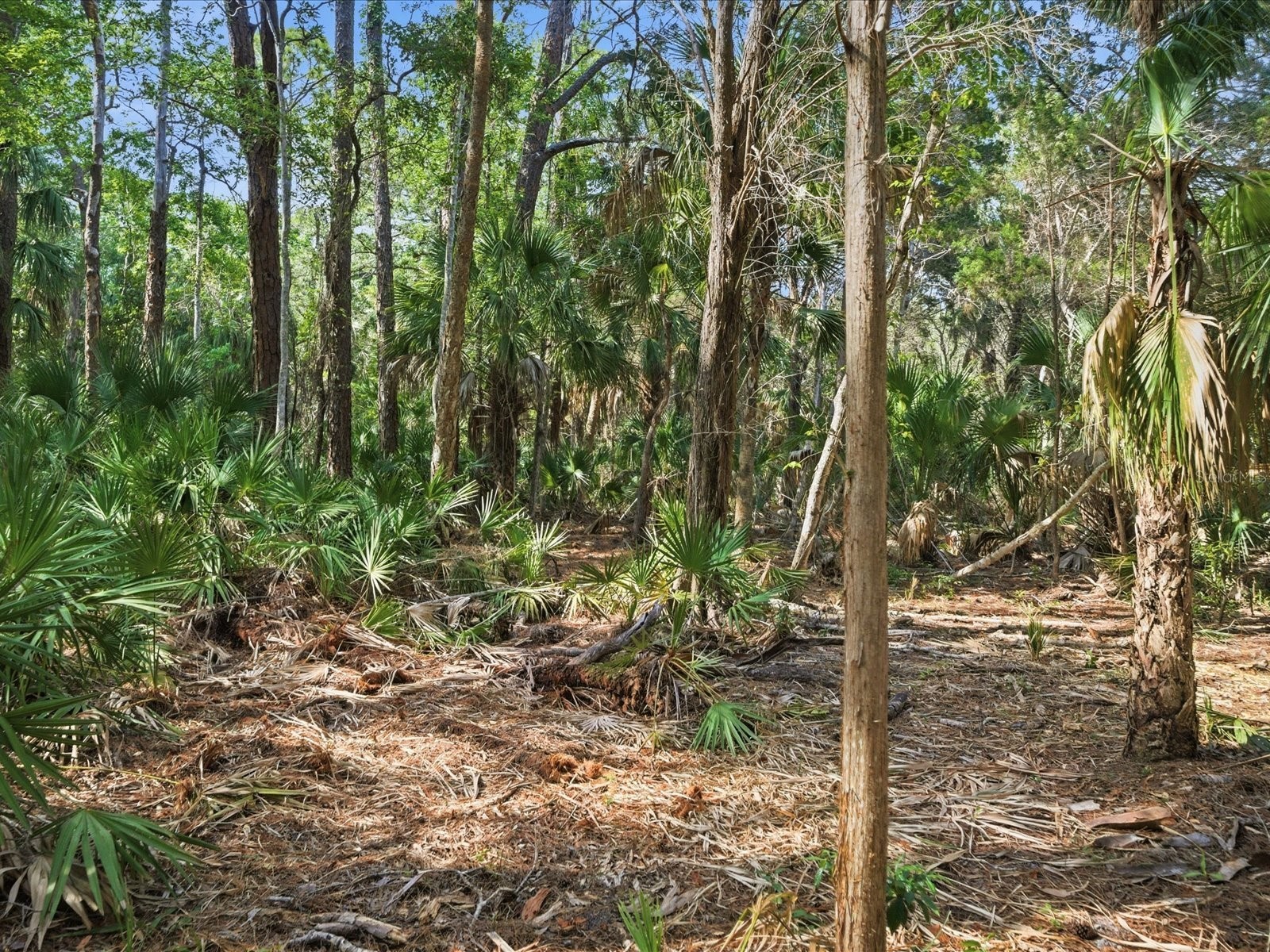 0 Osowaw Spring Hill FL 34607 W7885737 image5