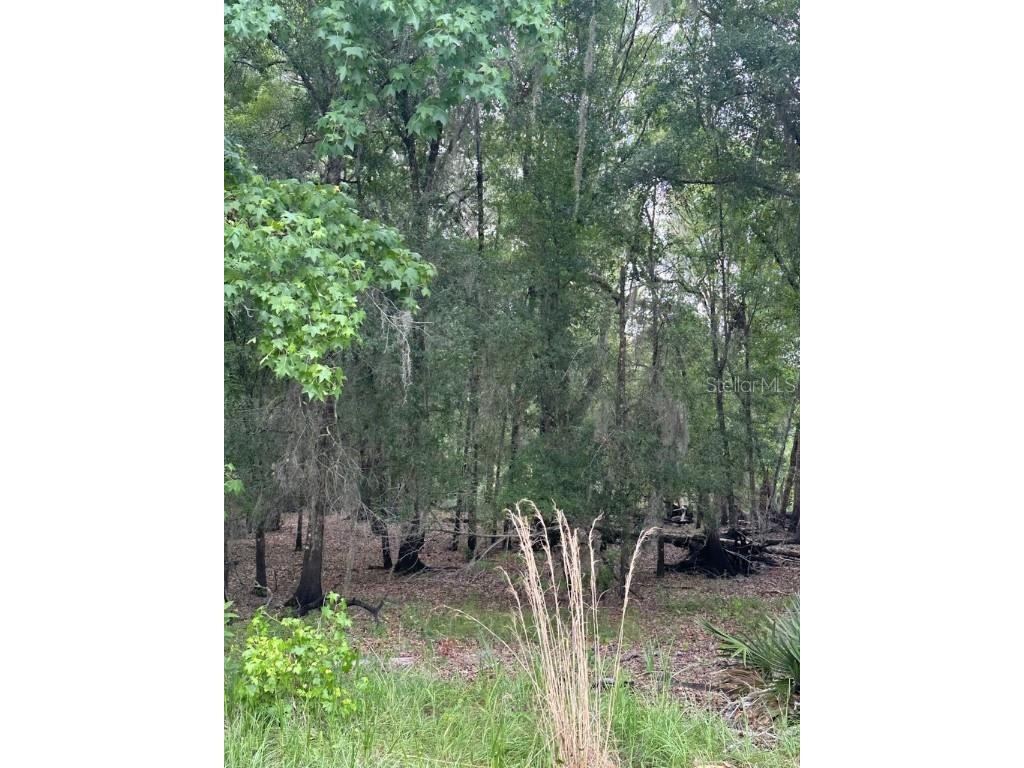 0 Palamino Lake Drive Dade City FL 33523 TB8420718 image1