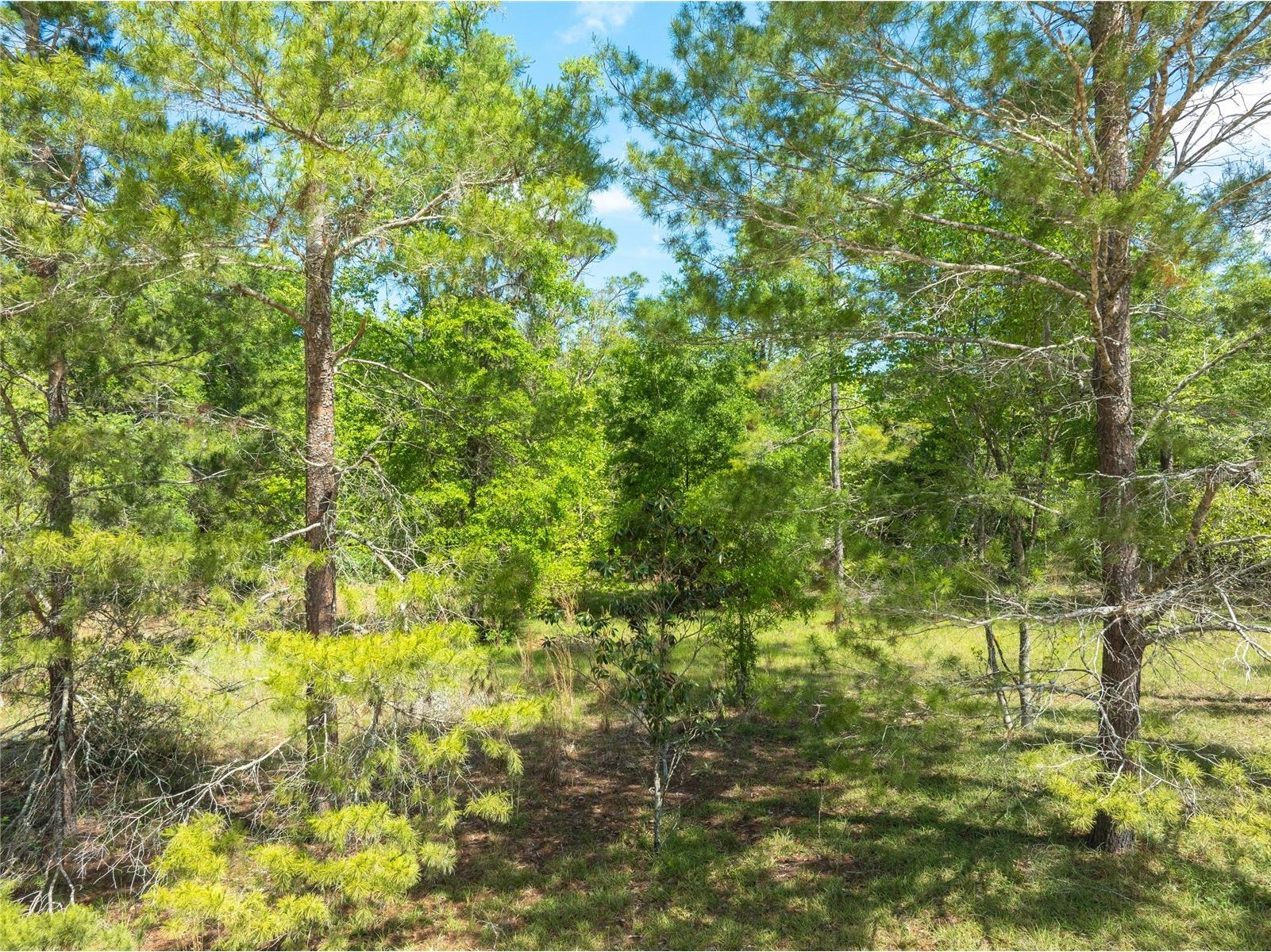 0 Pine Way O'Brien FL 32071 A4690855 image8