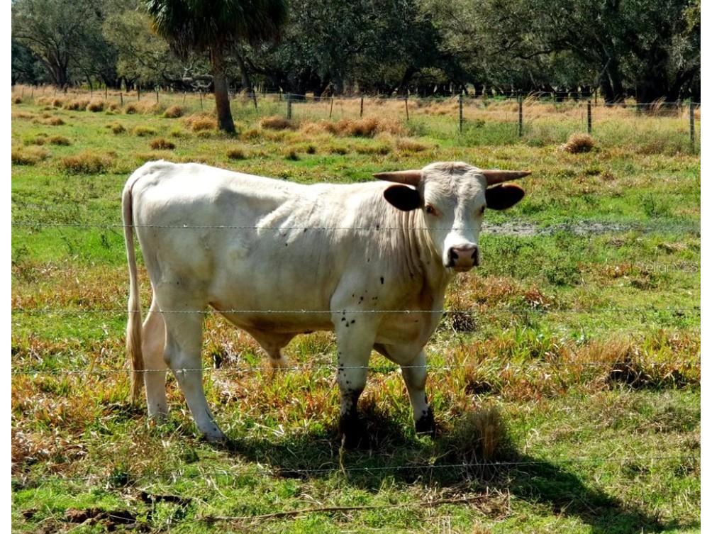 0 Riviera Drive #LOT 17 Lake Wales FL 33898 TB8358445 image34