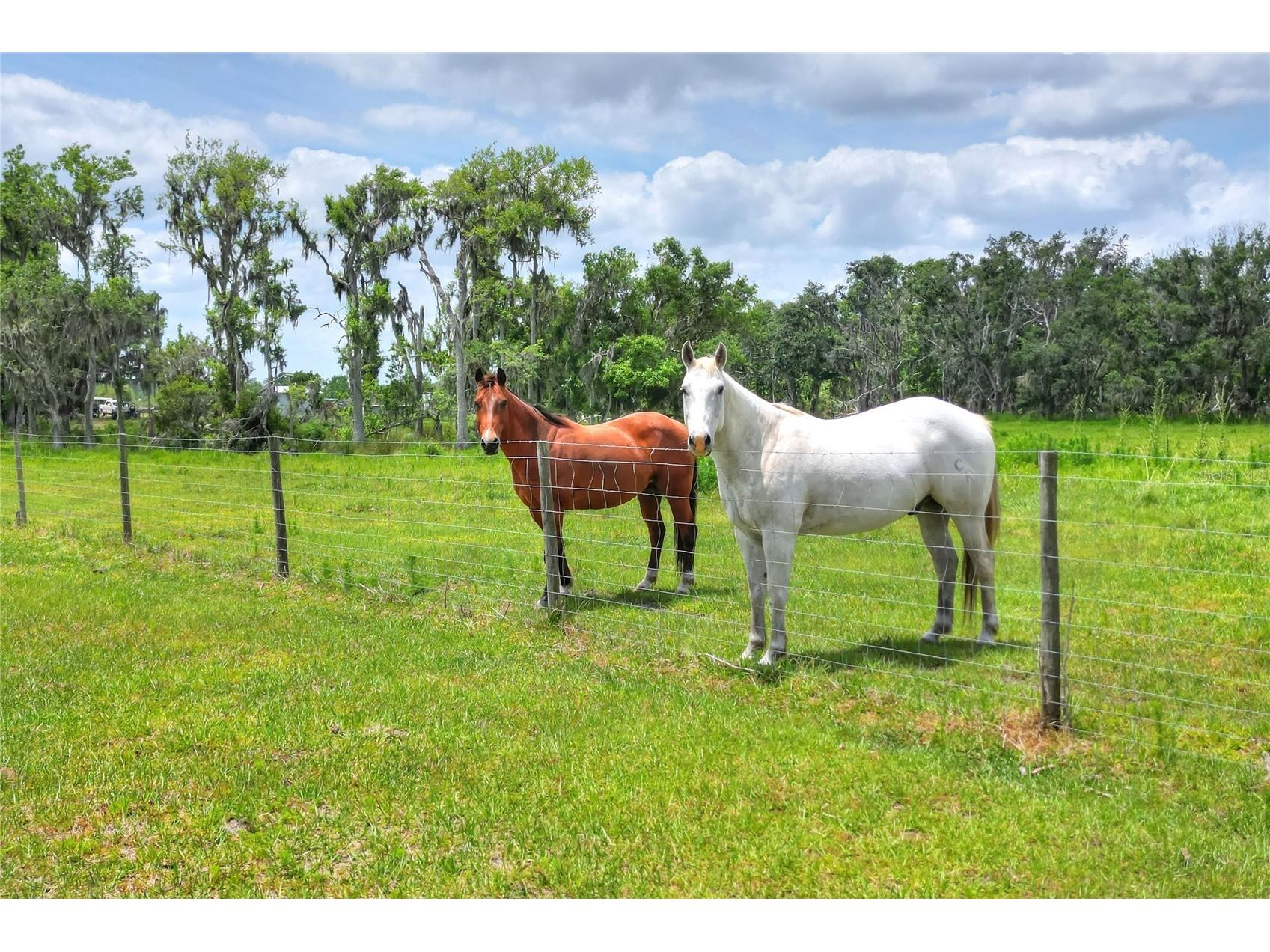 0 S Cr 39 Lithia FL 33547 TB8486859 image1