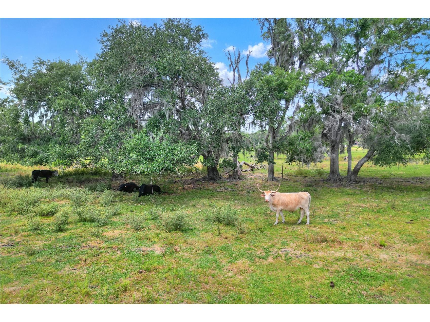 0 S Cr 39 Lithia FL 33547 TB8486862 image1