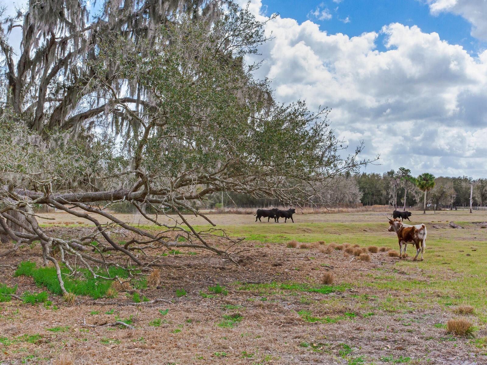 0 S Cr 39 Lithia FL 33547 TB8486862 image10