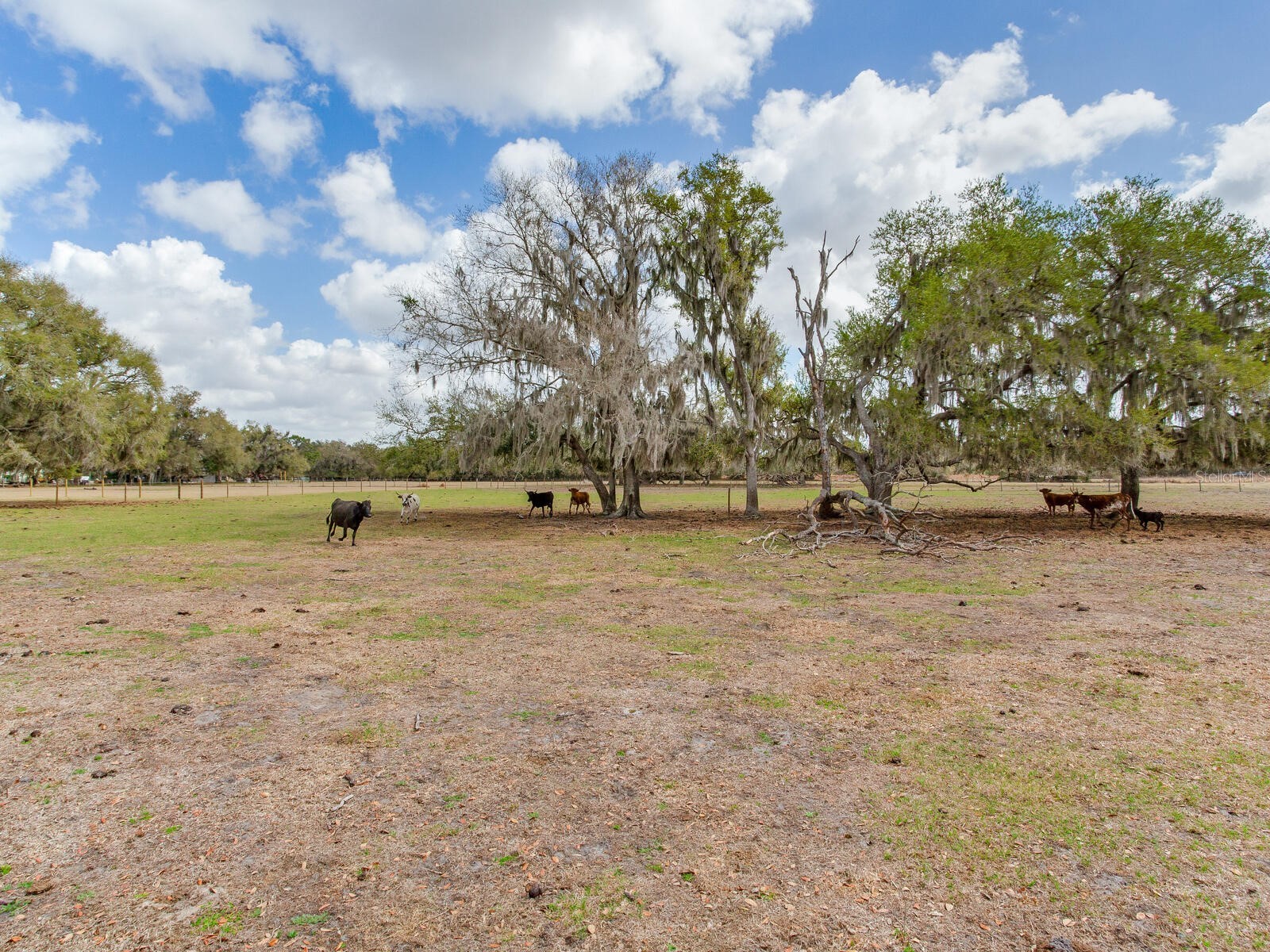 0 S Cr 39 Lithia FL 33547 TB8486862 image13