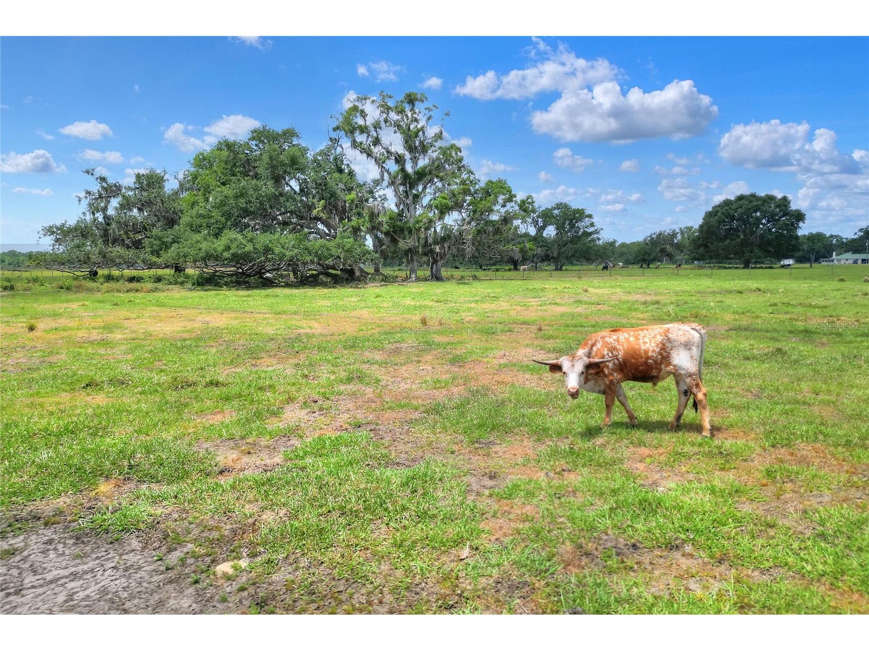 0 S Cr 39 Lithia FL 33547 TB8486862 image4