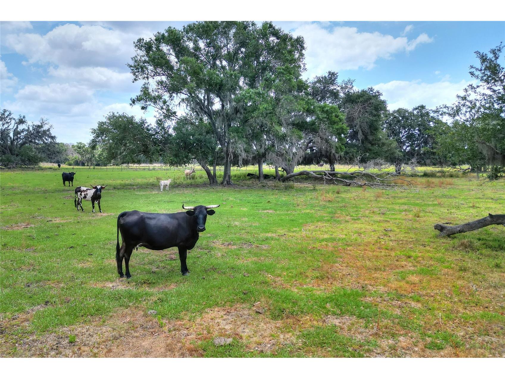 0 S Cr 39 Lithia FL 33547 TB8486862 image5