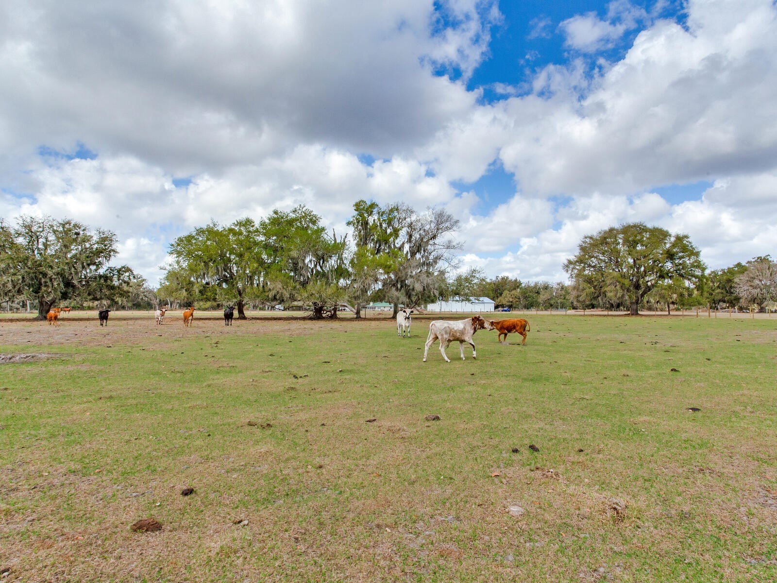 0 S Cr 39 Lithia FL 33547 TB8486862 image6