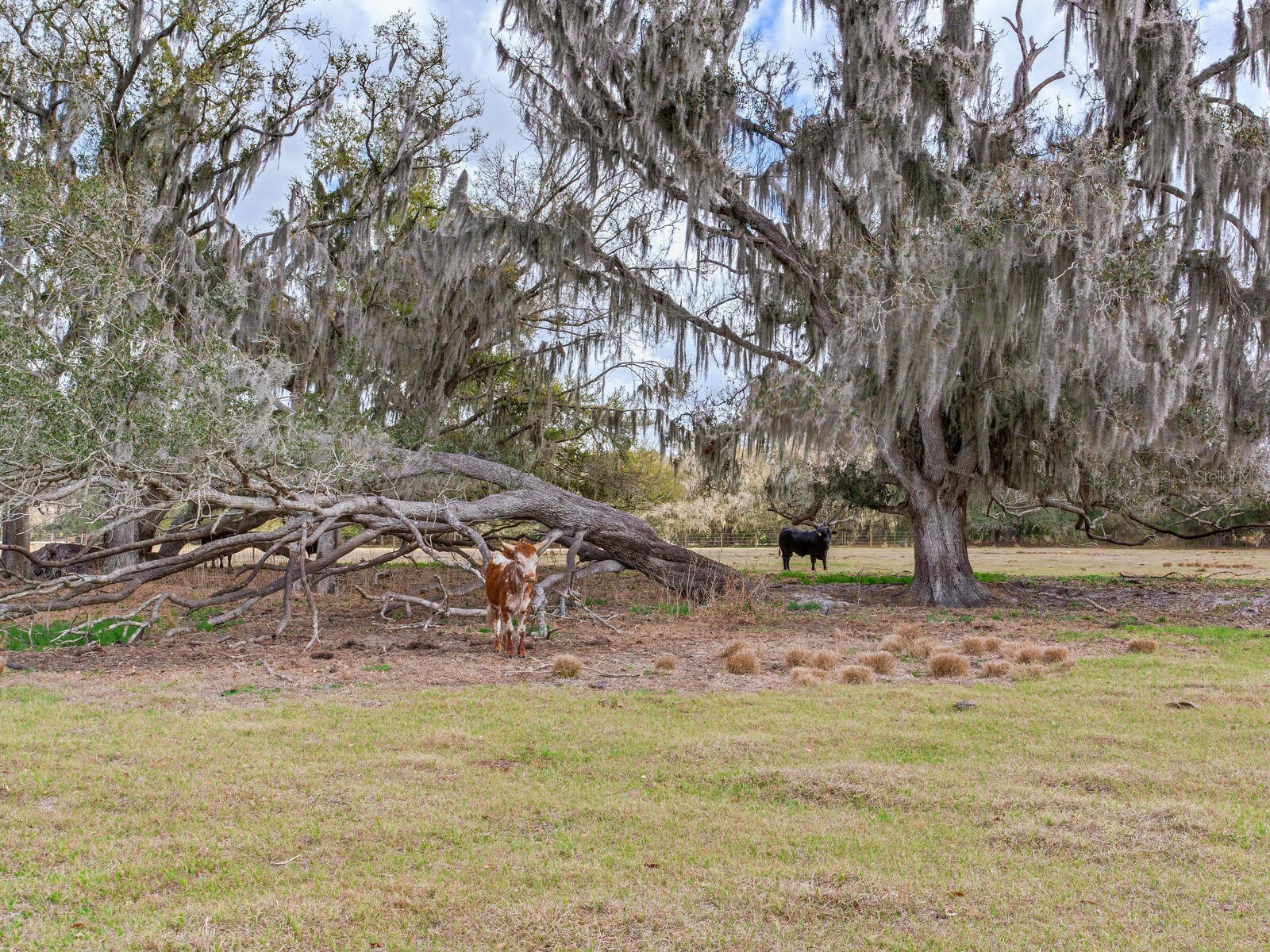 0 S Cr 39 Lithia FL 33547 TB8486862 image8