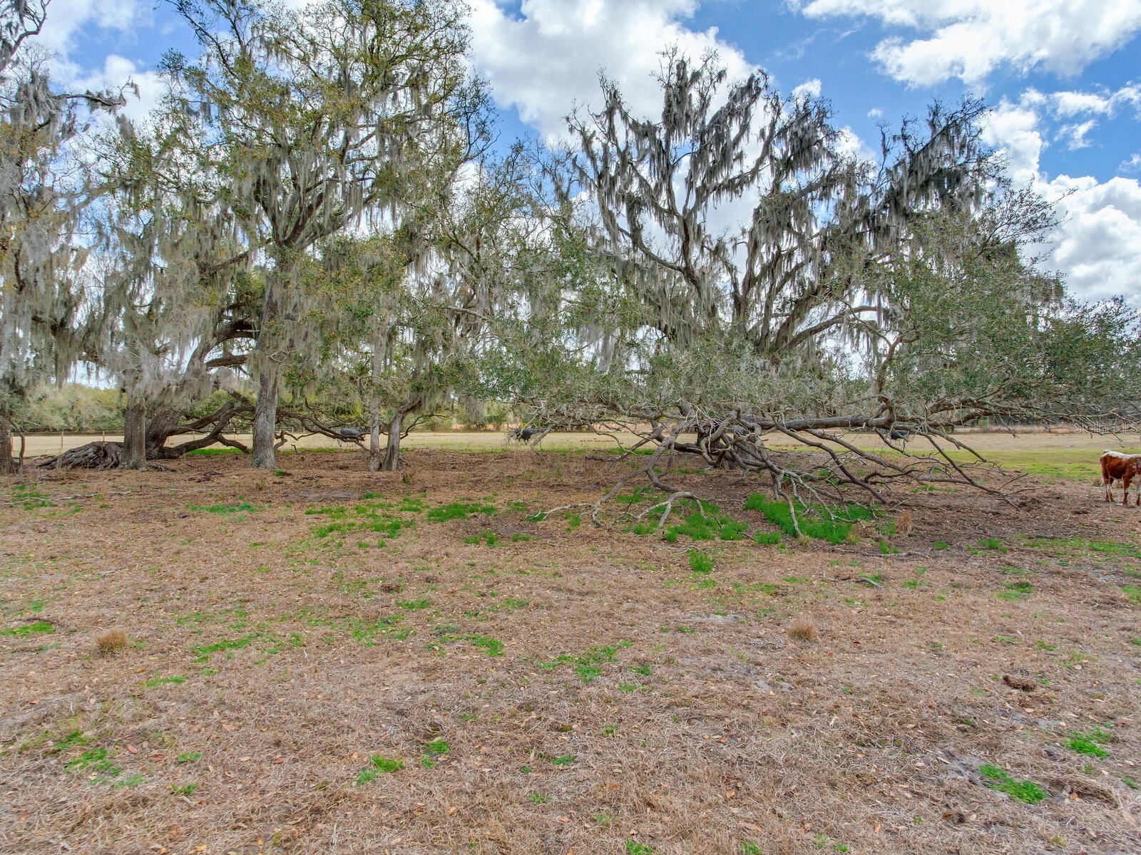 0 S Cr 39 Lithia FL 33547 TB8486862 image9