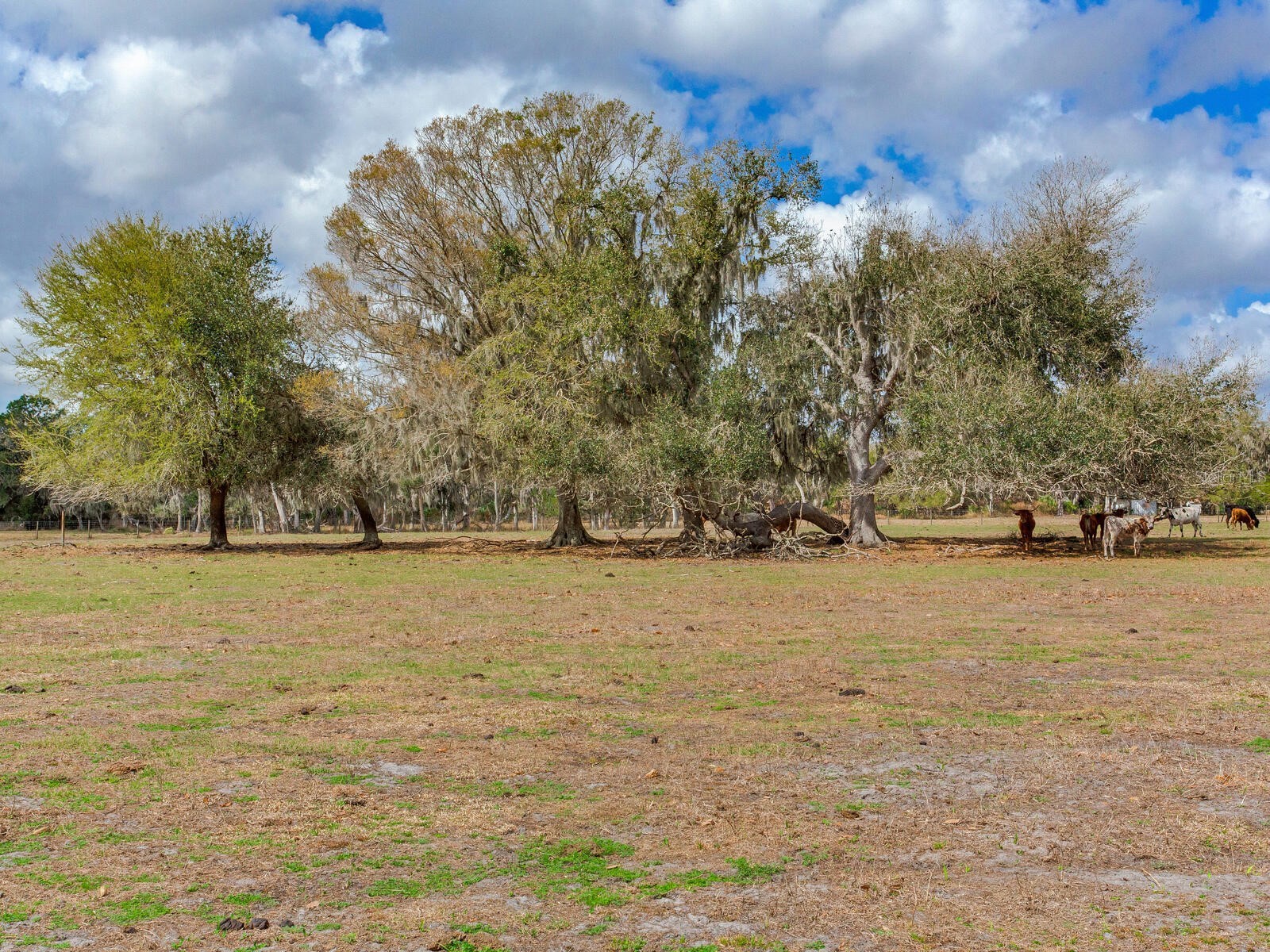 0 S Cr 39 Lithia FL 33547 TB8486864 image1