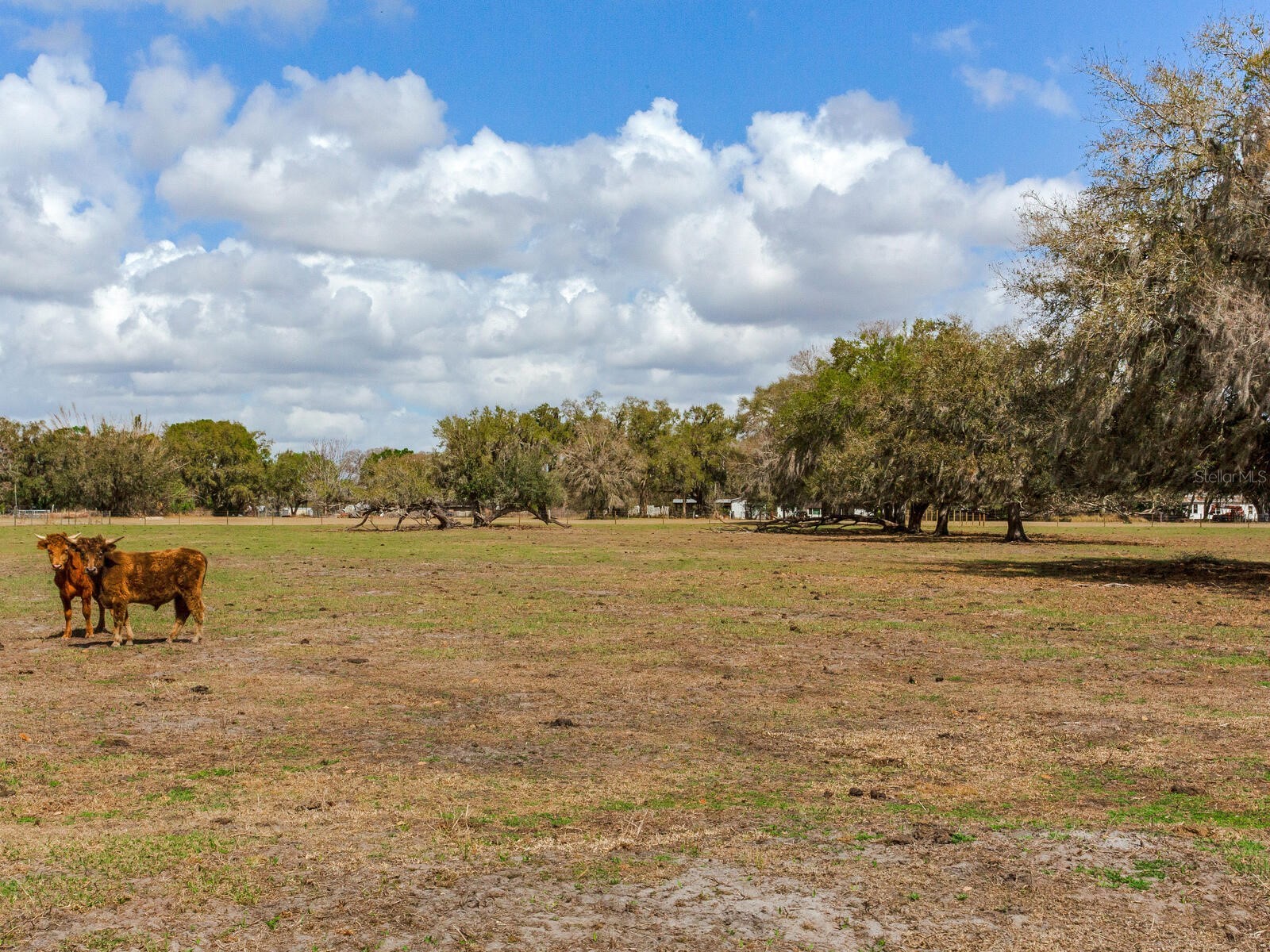 0 S Cr 39 Lithia FL 33547 TB8486864 image11