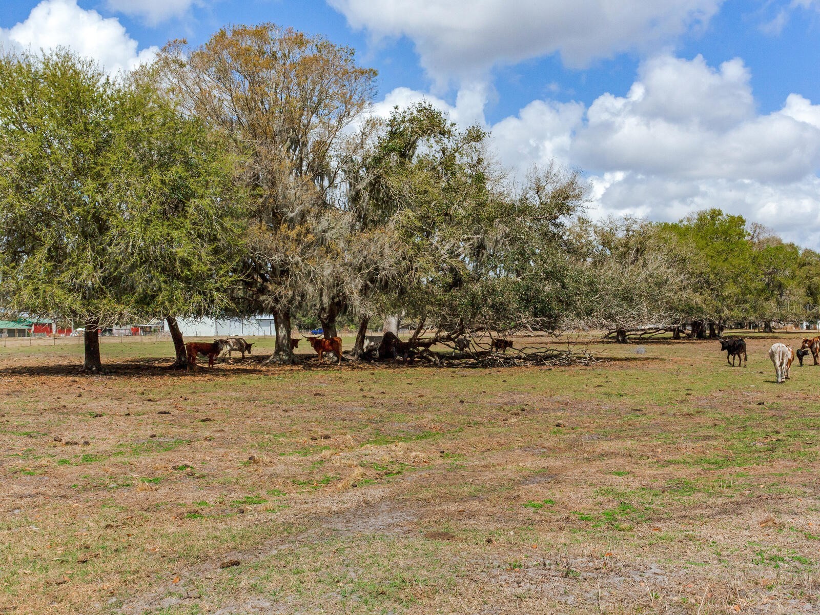 0 S Cr 39 Lithia FL 33547 TB8486864 image13