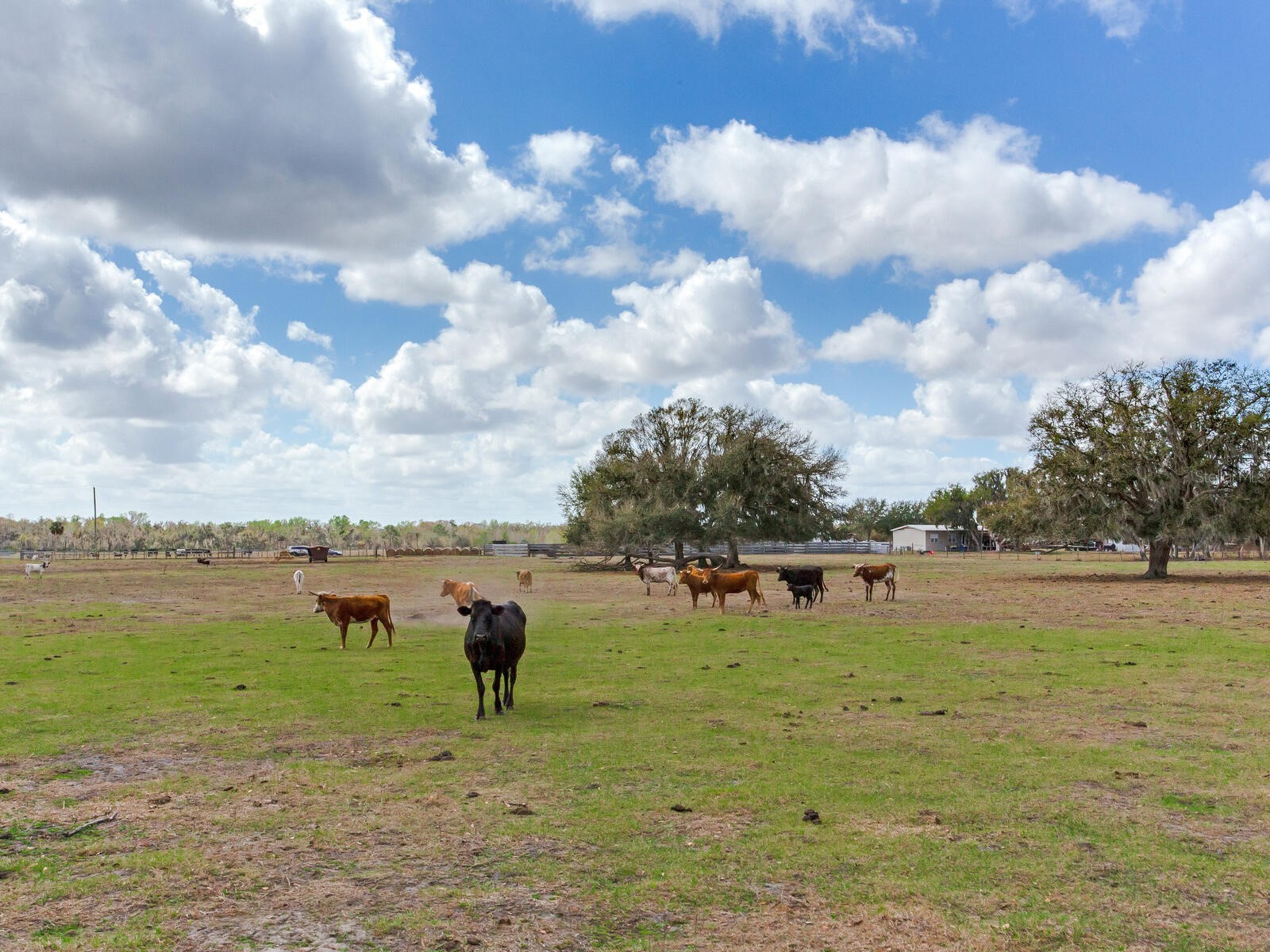 0 S Cr 39 Lithia FL 33547 TB8486864 image5