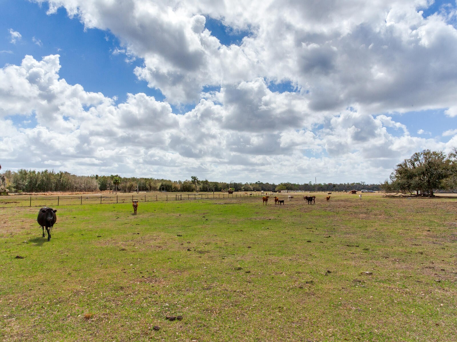 0 S Cr 39 Lithia FL 33547 TB8486864 image6