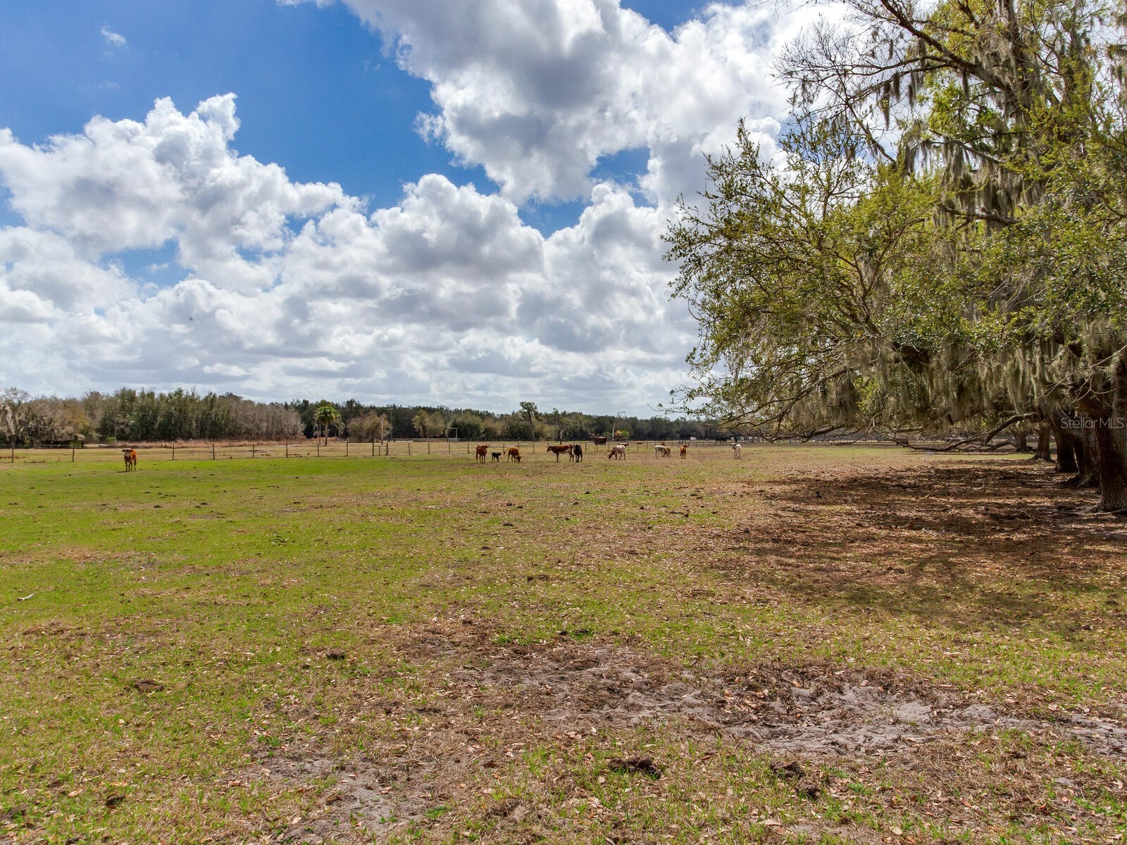 0 S Cr 39 Lithia FL 33547 TB8486864 image7