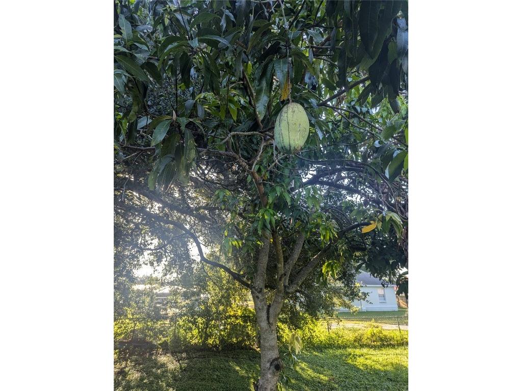 0 S Perry Avenue Fort Meade FL 33841 K4902894 image6