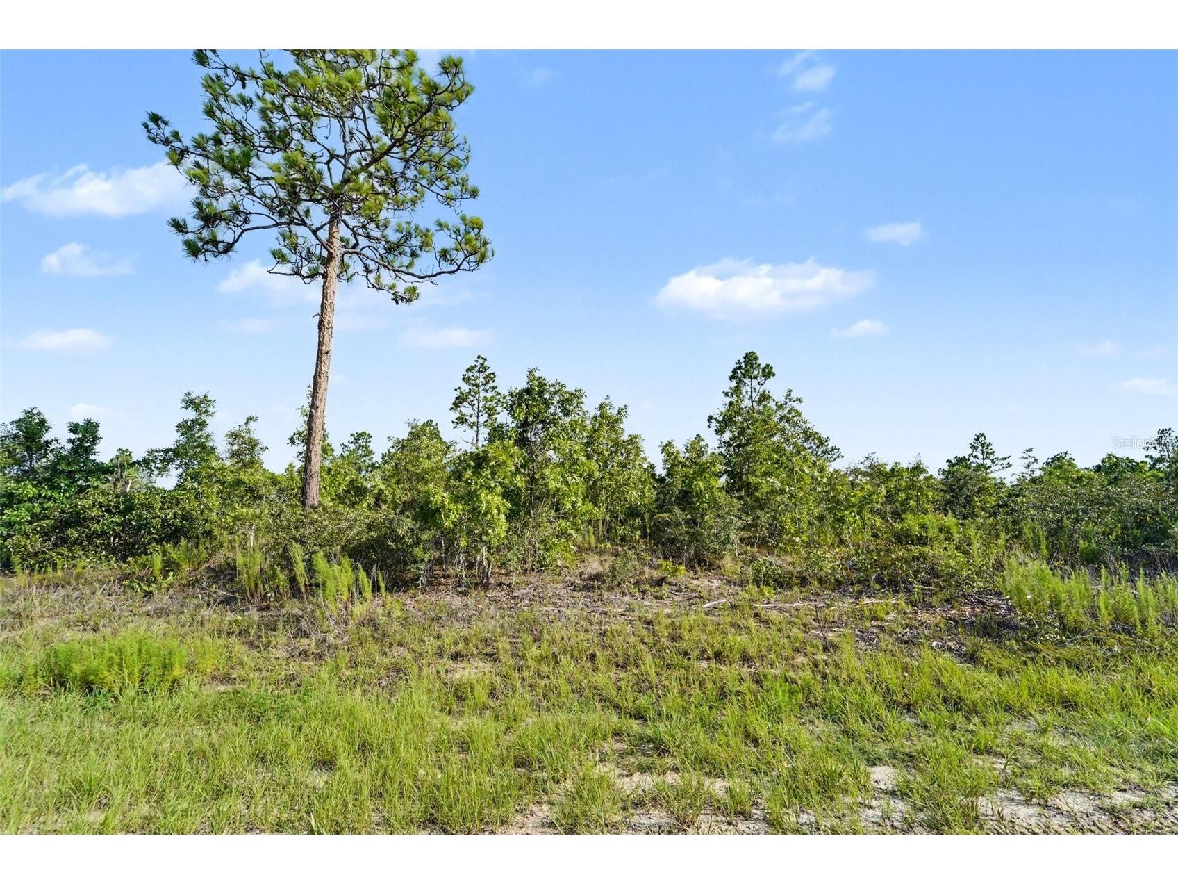 0 Scissorbill Avenue Weeki Wachee FL 34614 TB8531929 image16