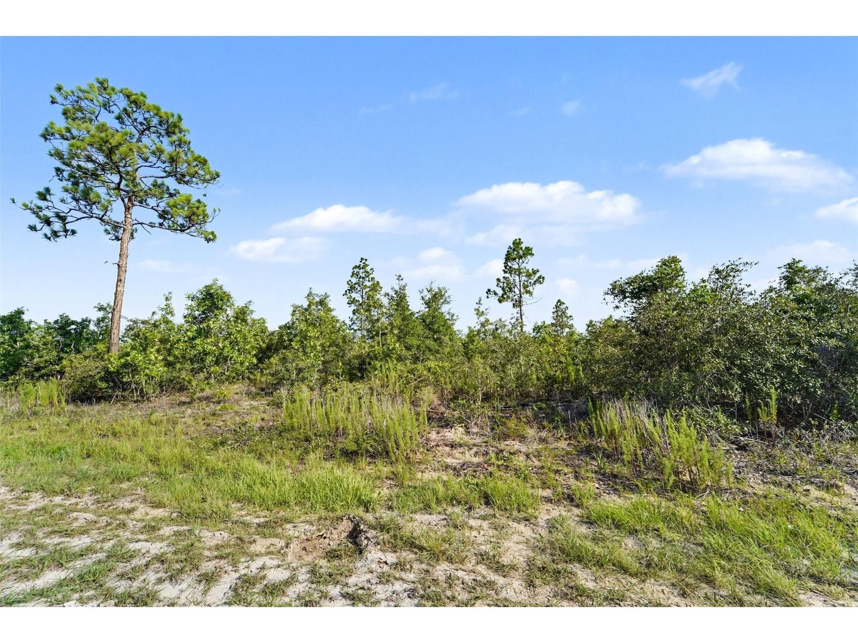 0 Scissorbill Avenue Weeki Wachee FL 34614 TB8531929 image21