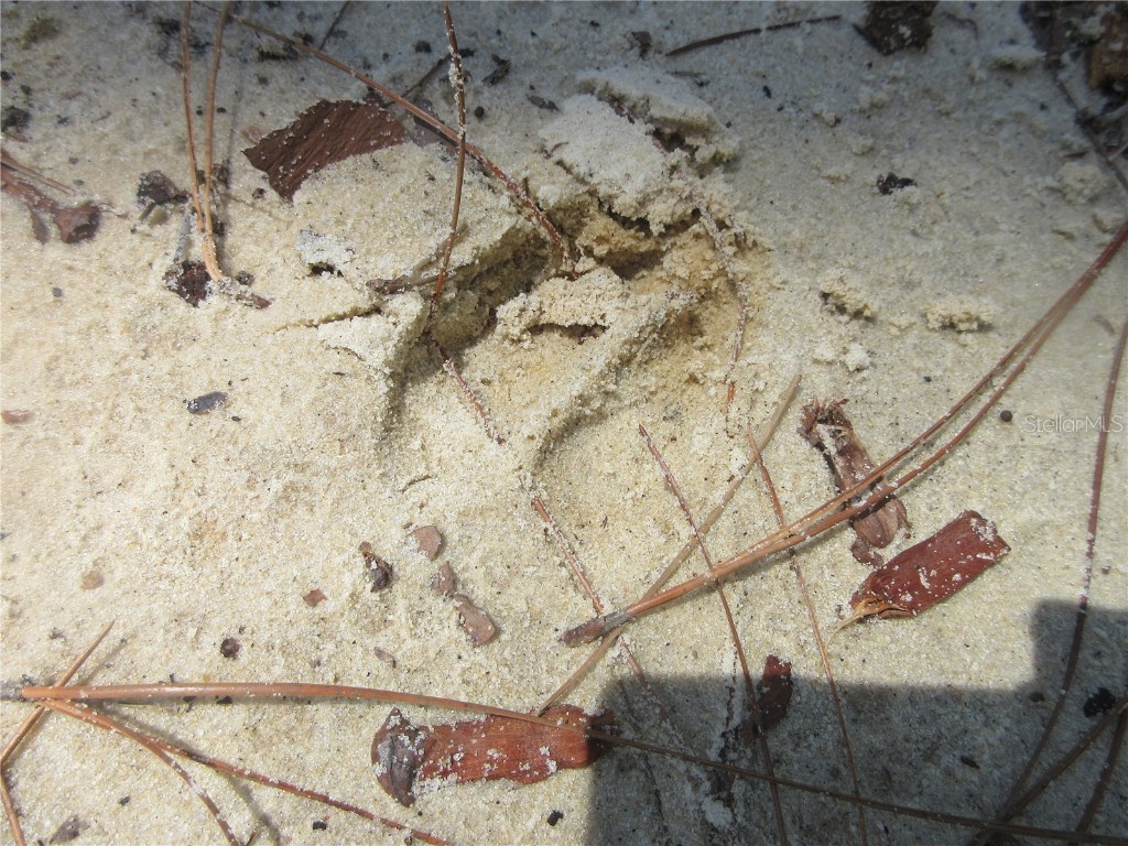 0 SE 10th Street Silver Springs FL 34488 - TOBE LAKE OM701873 image46