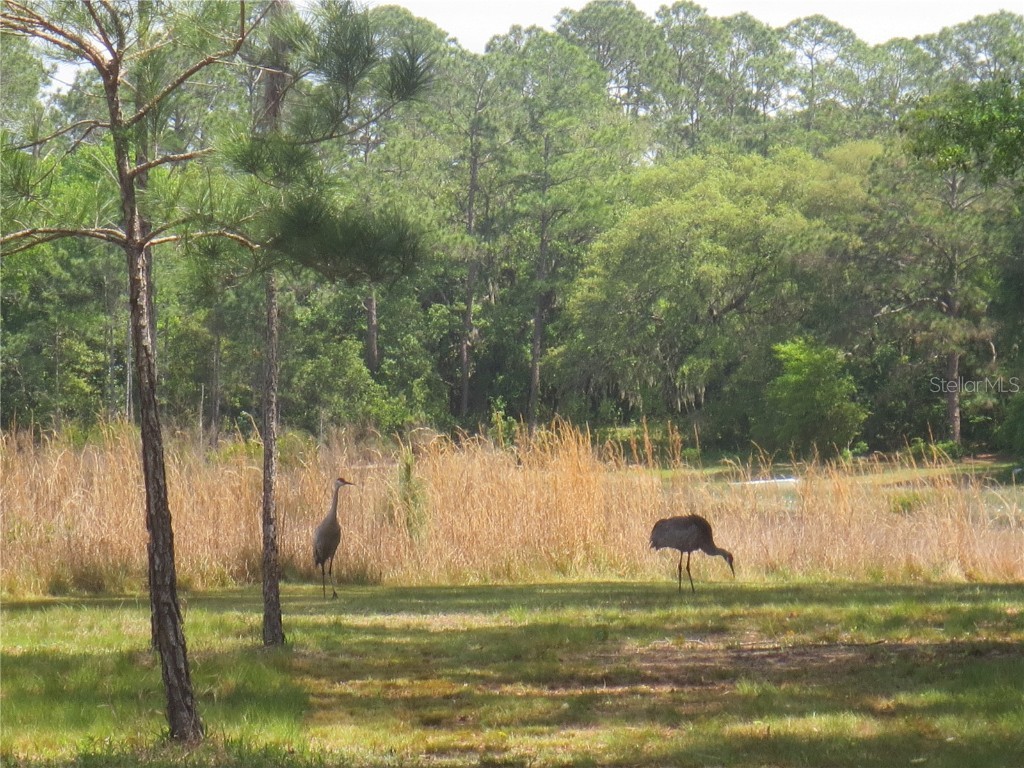 0 SE 10th Street Silver Springs FL 34488 - TOBE LAKE OM701873 image9