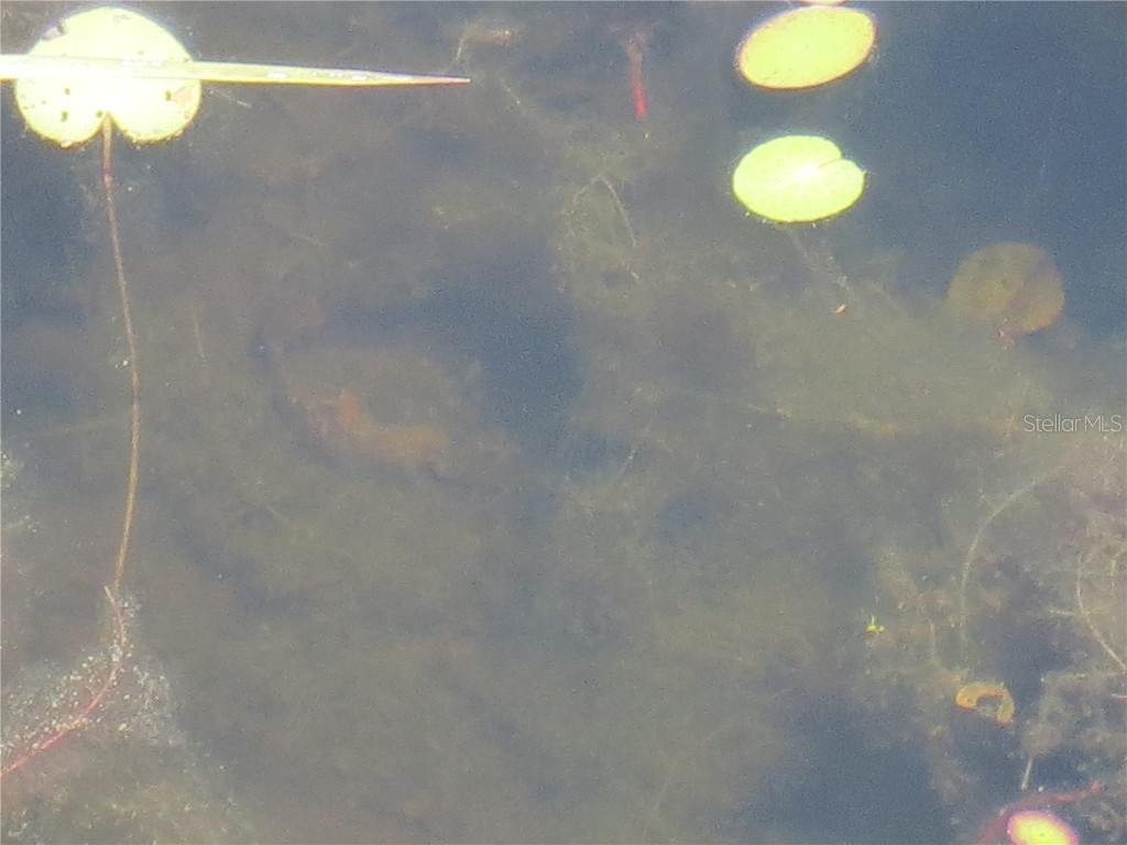 0 SE 10th Street Silver Springs FL 34488 - TOBE LAKE OM702888 image15